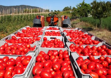 No more tomatoes to Saudi Arabia