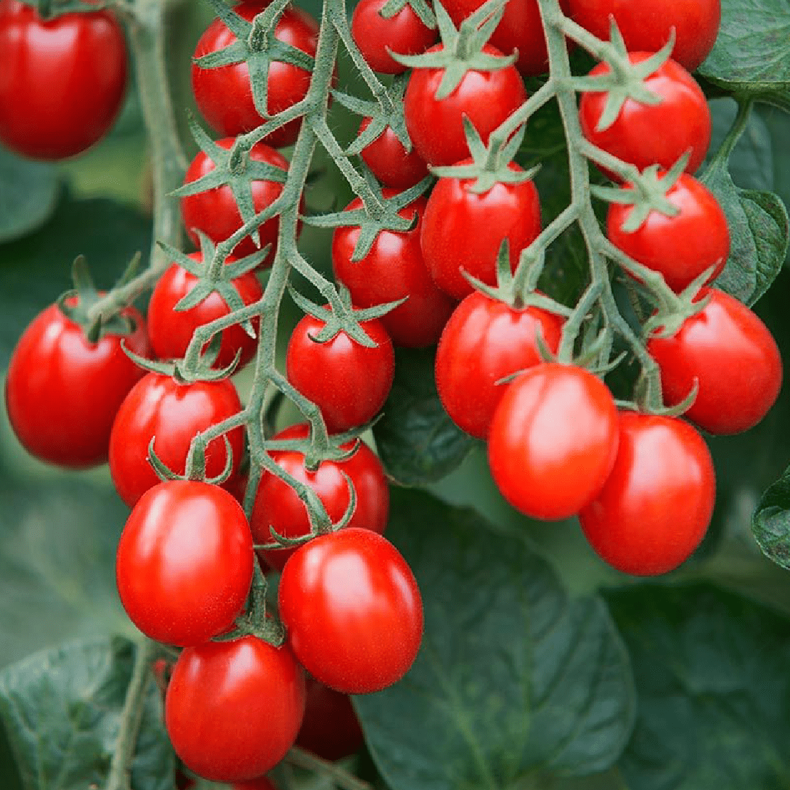 Cherry-Plum-Tomato.png